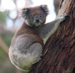 koala200118-001
